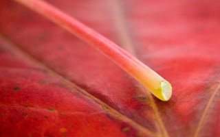 Red leaf yellow tip green 4 - end free wallpaper