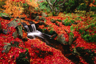 Stream red leaves rocks forest 2 - autumn free wallpaper