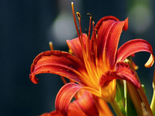 Red yellow flower water droplets 4 - petal and a blurry background free wallpaper