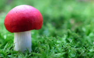Red mushroom lush green grass 3 - a red mushroom free wallpaper