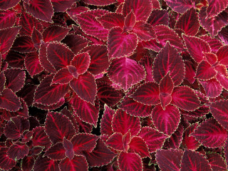 Red leaves closeup black background - a close up of a bunch free wallpaper