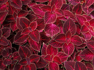 Red leaves close up black - a close up of a bunch free wallpaper