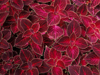 Red leaves closeup black background 2 - a close up of a bunch free wallpaper