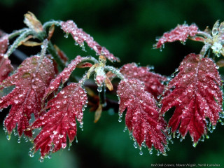 Red flower water droplets macro 23 - a red flower free wallpaper