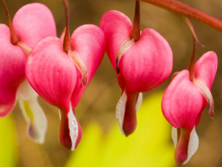 Flower closeup yellow heart macro - a blurry background of leaves free wallpaper