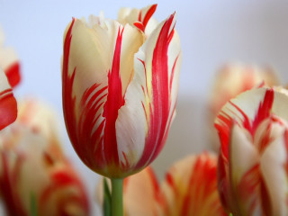 Red white flower impressionism baroque - vivid free wallpaper