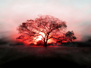 Tree field sunset fog air 3 - the air above free wallpaper