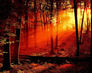 Forest red light trail woods 3 - forest free wallpaper