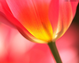 Pink flower yellow center green 19 - a yellow center free wallpaper