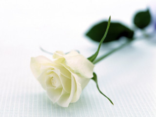 White rose purple flower ambient - nearby free wallpaper