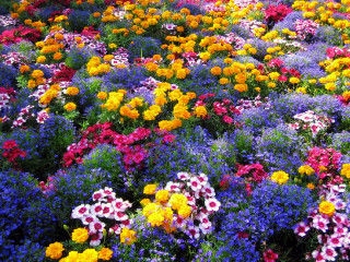Colorful flowers field blue sky - a field free wallpaper