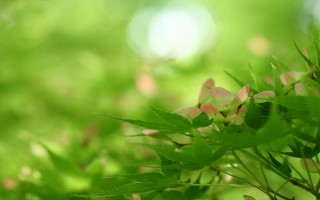 Close up plant flowers leaves - a close up of a plant free wallpaper