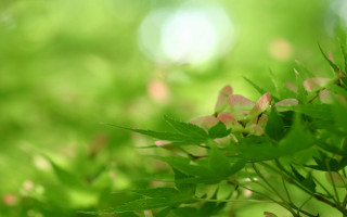 Closeup plant flowers leaves bokeh - a close up of a plant free wallpaper