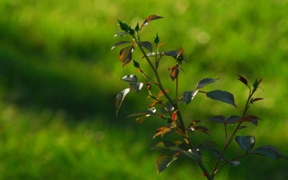 Small plant green leaves blurry 3 - small free wallpaper