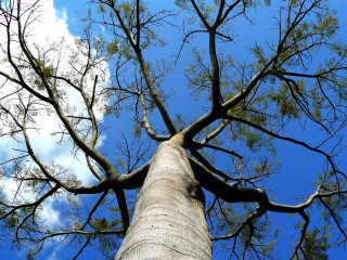 Tall tree no leaves blue 3 - branch free wallpaper
