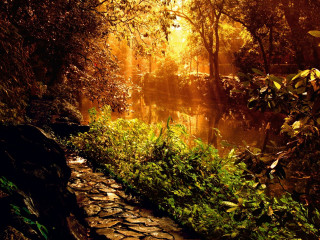 Path woods lake sunbeam autumn - a sunbeam in the background free wallpaper