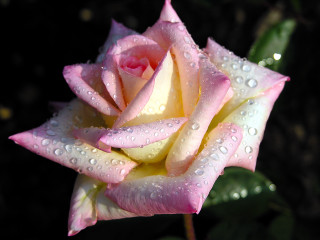 Pink rose water droplets petals 2 - the background free wallpaper