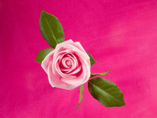 Pink rose green leaves shadow 3 - single free wallpaper