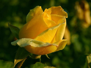 Yellow rose water droplets petals - a green leafy area free wallpaper