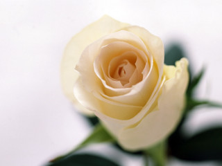 Single white rose green leaves - left free wallpaper