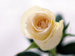 Single white rose green leaves 2 - left free wallpaper