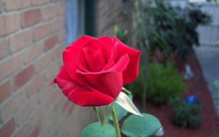 Red rose blooming brick wall 2 - rose free wallpaper