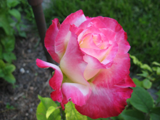Pink white rose garden green 2 - the background free wallpaper