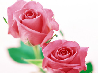 Pink roses vase green leaves 3 - two pink rose free wallpaper