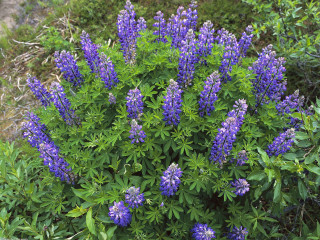 Blue flower bush garden green - simple form free wallpaper