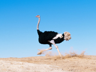 Ostrich running sand head up 5 - its head in free wallpaper