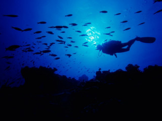 Scuba diver school fish coral 3 - a scuba diver free wallpaper