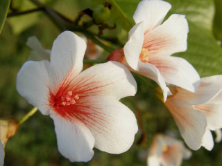 White flowers red centers bokeh - green free wallpaper