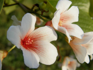 White flowers red centers macro 2 - green free wallpaper