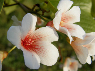White flowers red centers macro - green free wallpaper