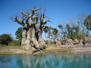 Tree grass water rocks bare 6 - a tree trunk free wallpaper