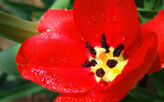 Red flower water droplets petals 5 - a red flower free wallpaper