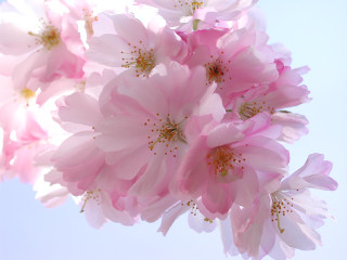 Pink flowers vase table blue 3 - chang daichien free wallpaper