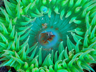 Underwater green sea anemone water - water droplet free wallpaper