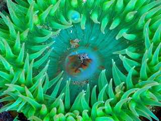 Underwater green sea anemone water 2 - a blue ring free wallpaper