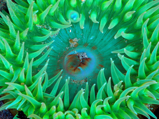 Underwater green sea anemone water 3 - a blue ring free wallpaper