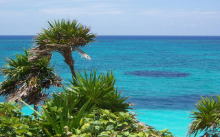 Ocean view hilltop palm trees 2 - the foreground and a boat in the distance free wallpaper