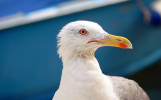 Bird closeup boat background blue - upper body free wallpaper