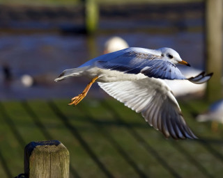 Seagull flying wooden fence birds 2 - a seagull free wallpaper
