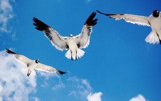 Three birds flying blue sky - daphne mcclure free wallpaper