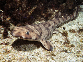 Fish laying sand water black - real free wallpaper