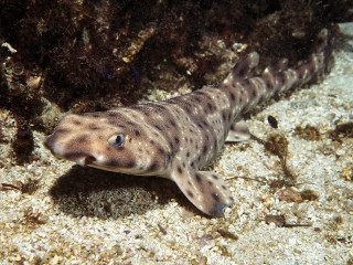 Fish laying sand water black 2 - real free wallpaper