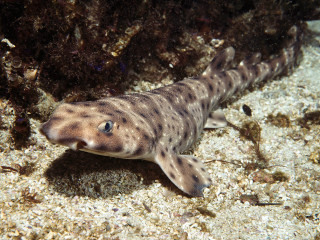Fish laying sand water black 4 - real free wallpaper