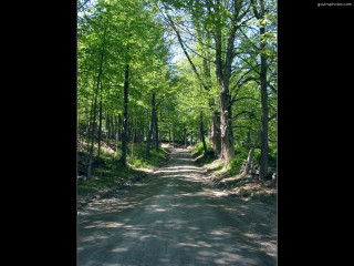 Forest road trees sign nature - both side of it free wallpaper