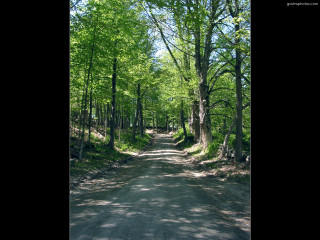 Forest road trees sign middle 2 - anne rigney free wallpaper