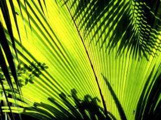 Green leaf sunlight plant shadow 2 - the other side free wallpaper